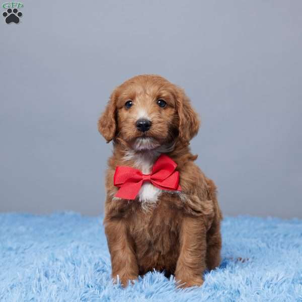 Blast, Goldendoodle Puppy